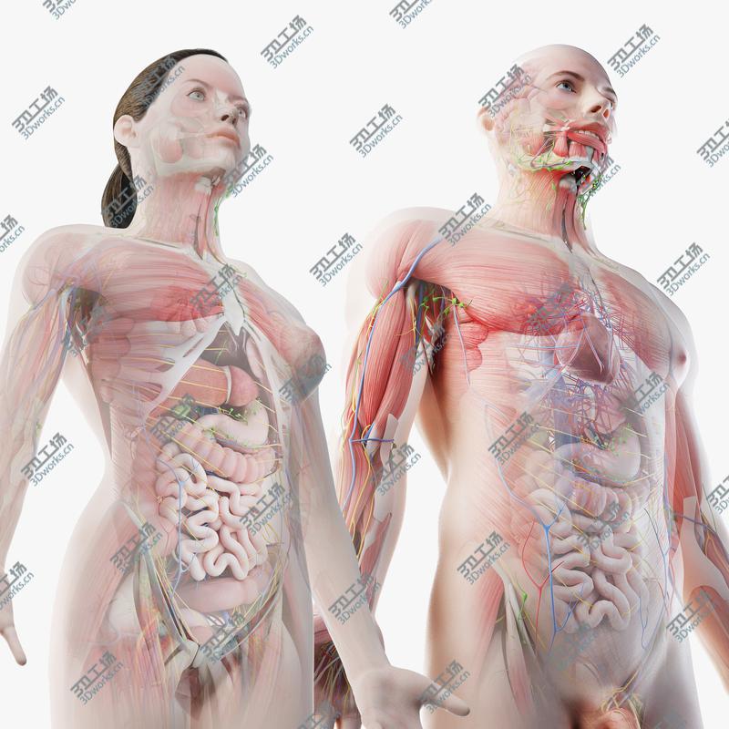 images/goods_img/20210113/3D Full Male And Female Anatomy Set model/1.jpg